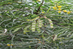 Acacia neriifolia